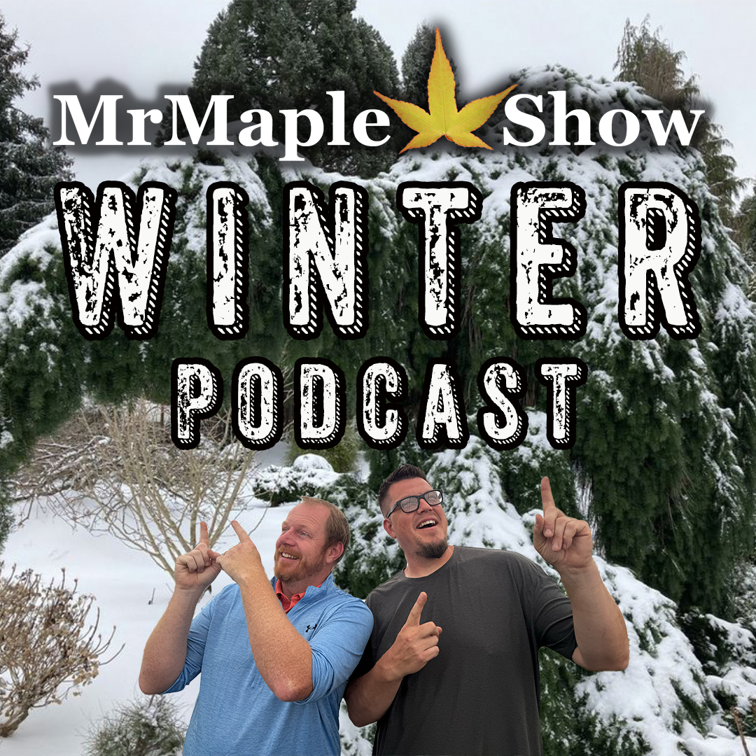 Winter Gardening With Japanese Maples And Conifers | MrMaple Show Winter Podcast