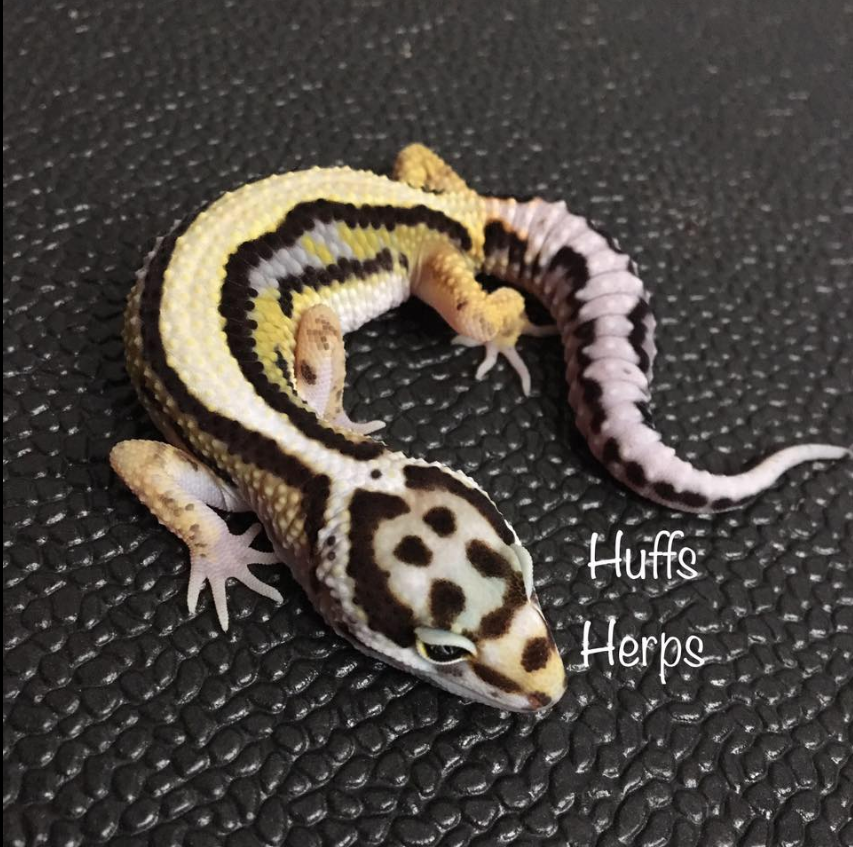 Session Fourteen: Feeder Nutrition With Seth Hoffpauir of Huff's Herps