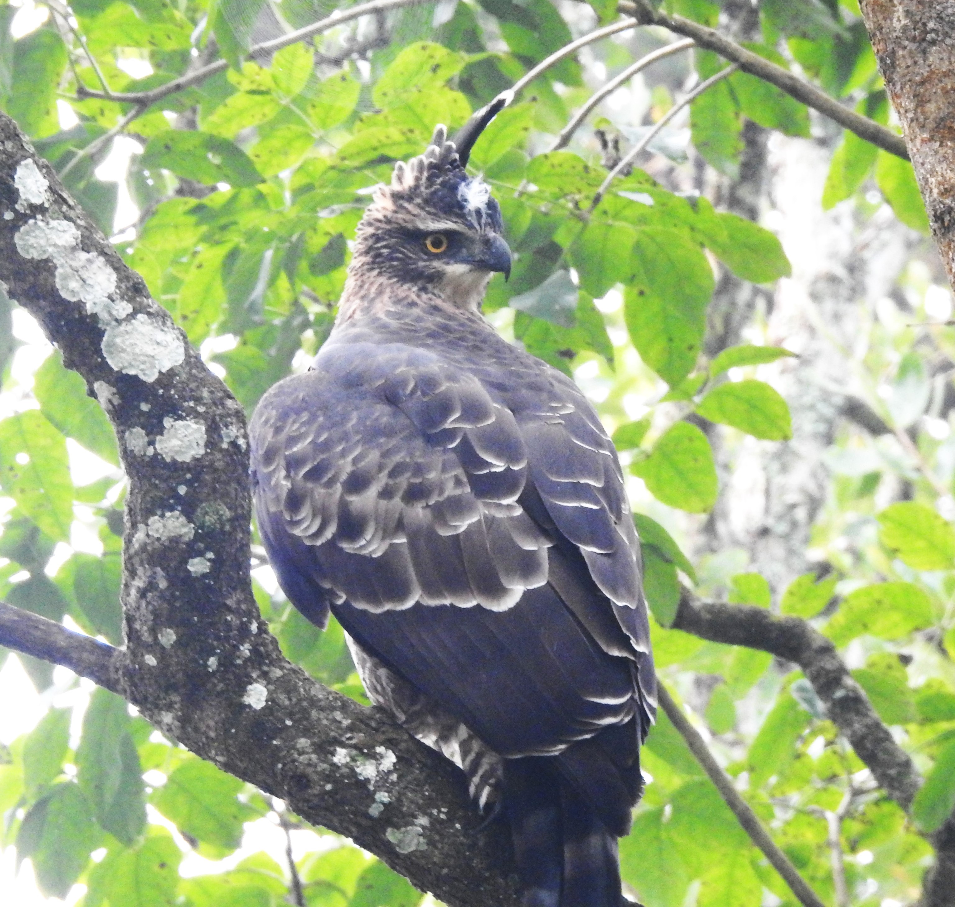Bird Podcast with Shoba Narayan