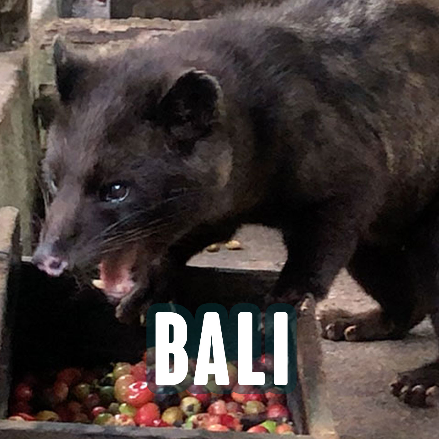 BALI: I Paid to Drink Cat Poop Coffee (And I’d Probably Do It Again)