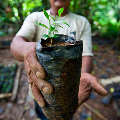 Mongabay Newscast