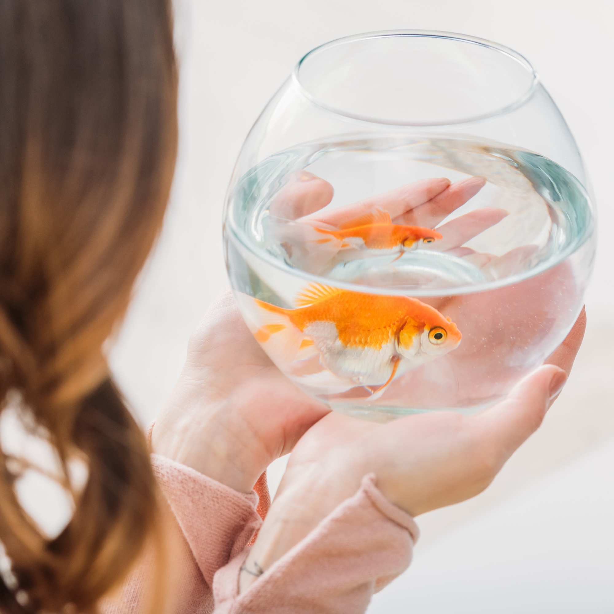 Colorful Life in the Goldfish Bowl