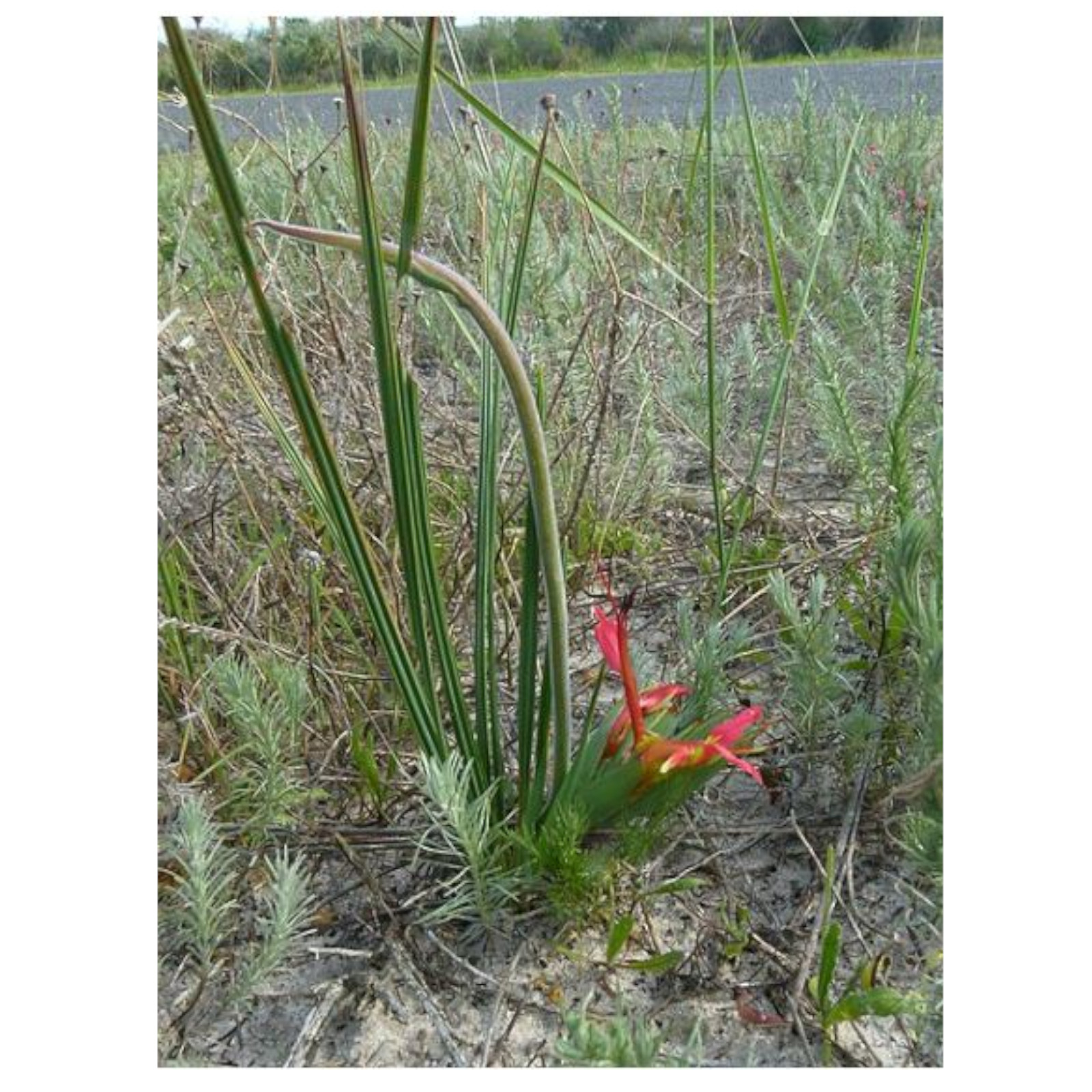 Plants with Perches for Pollinator Birds