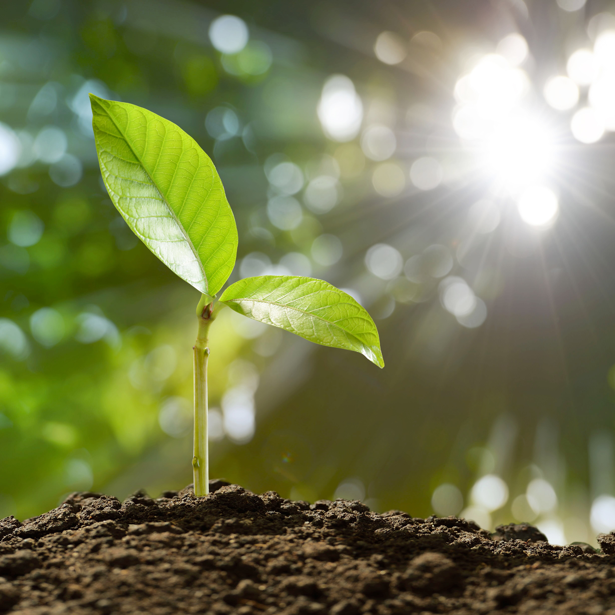 Plants Focus Light