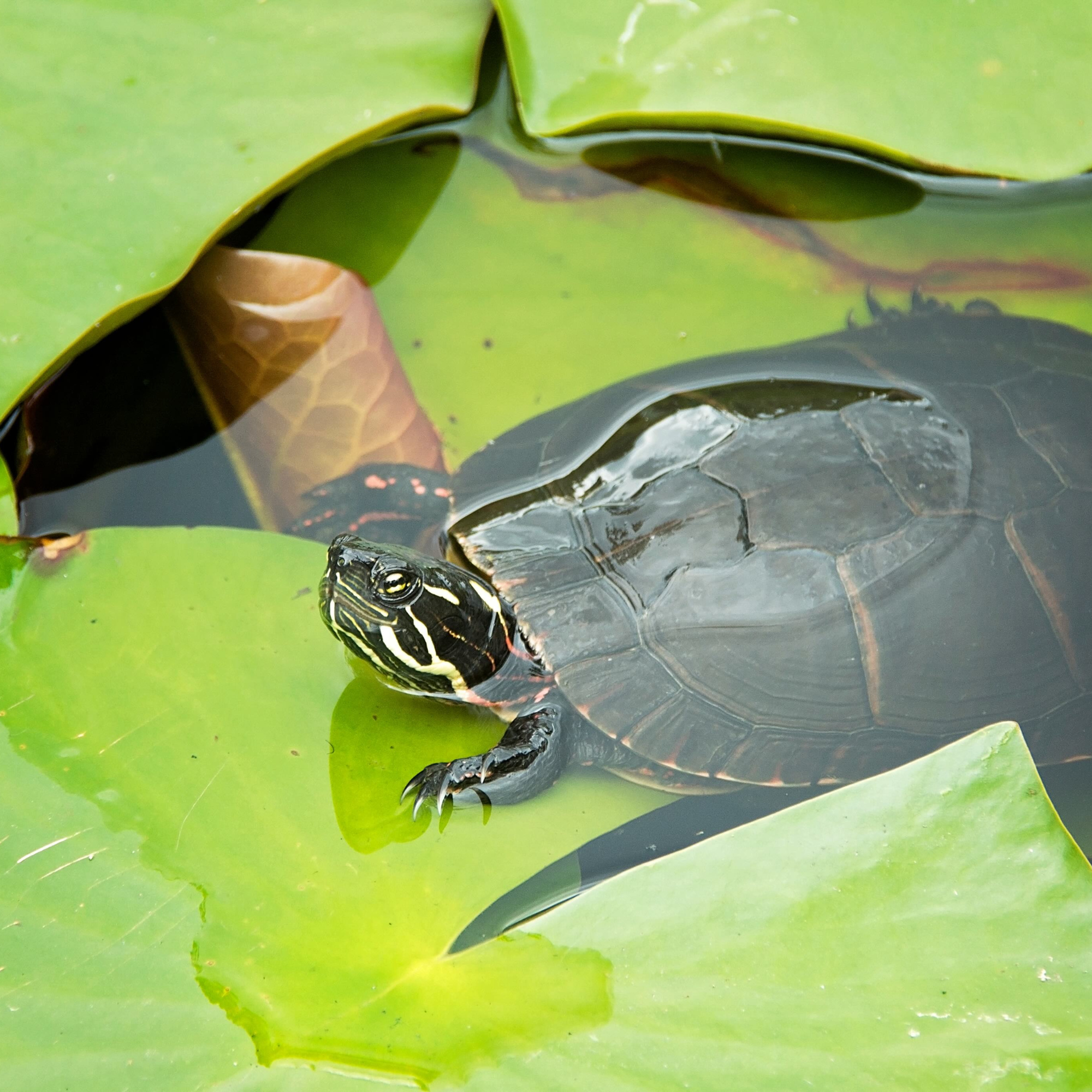 Frozen Turtles