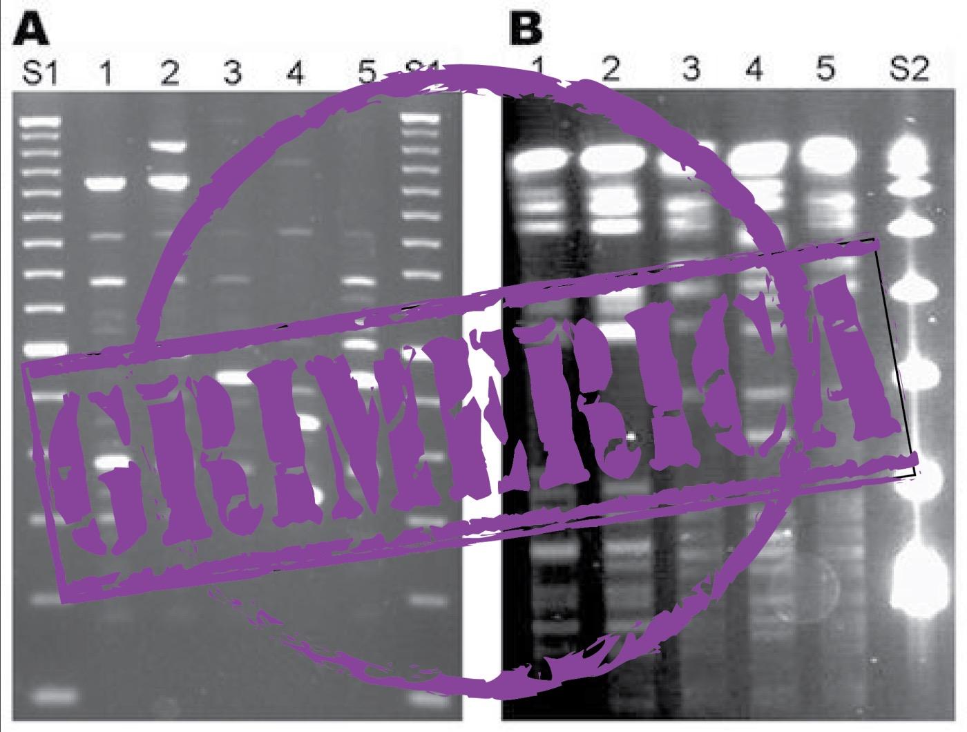 #439 - BONUS - Was The PCR Test Meant to Detect a Virus?