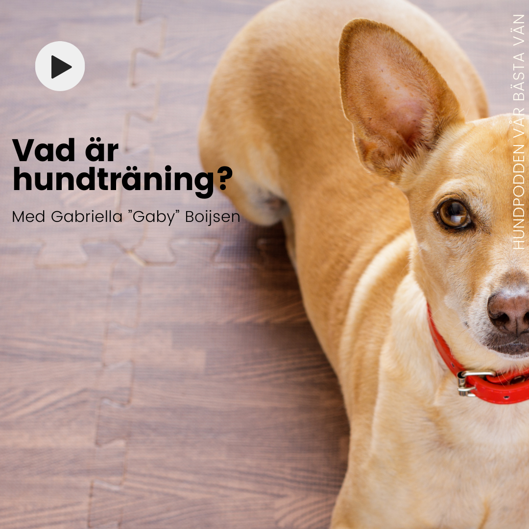 Hundpodden Vår Bästa Vän