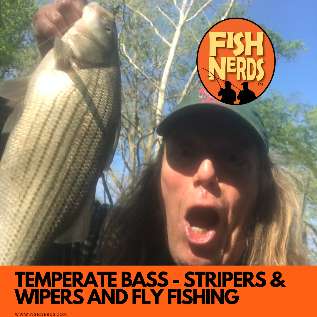 Temperate basses - STRIPERS - WIPERS AND HOW TO FLY FISH FOR THEM EP 113