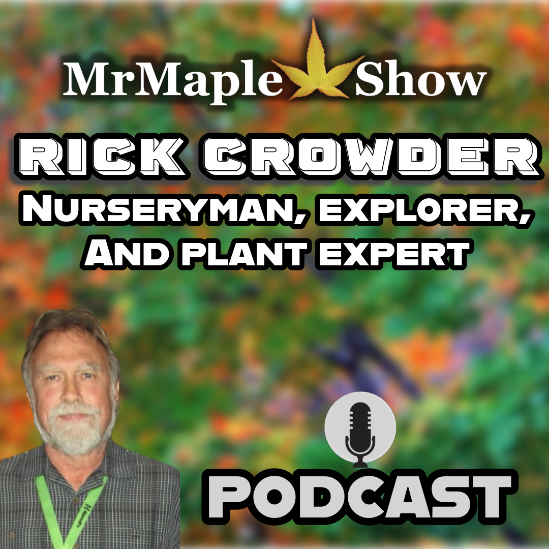 MrMaple Show