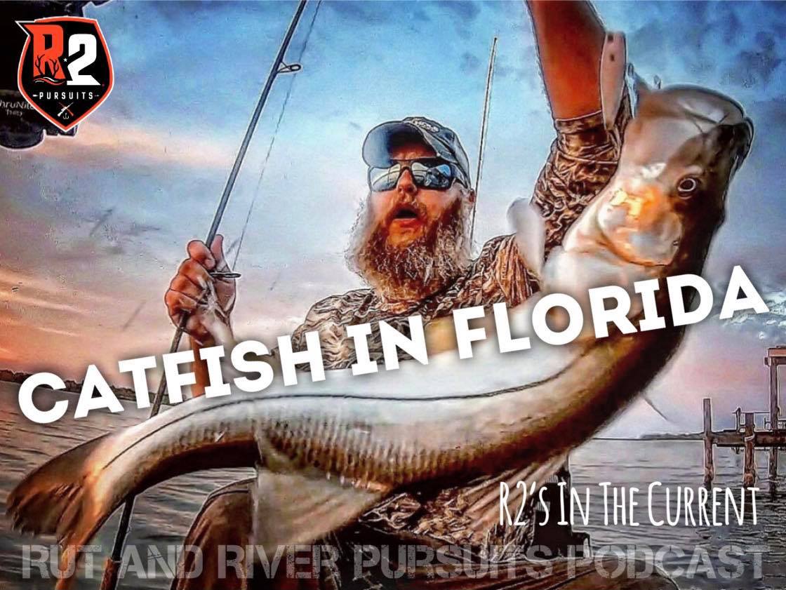 Catfish In Florida - R2's In The Current