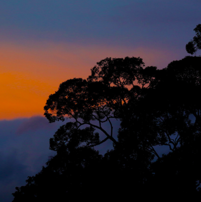 Mongabay Explores