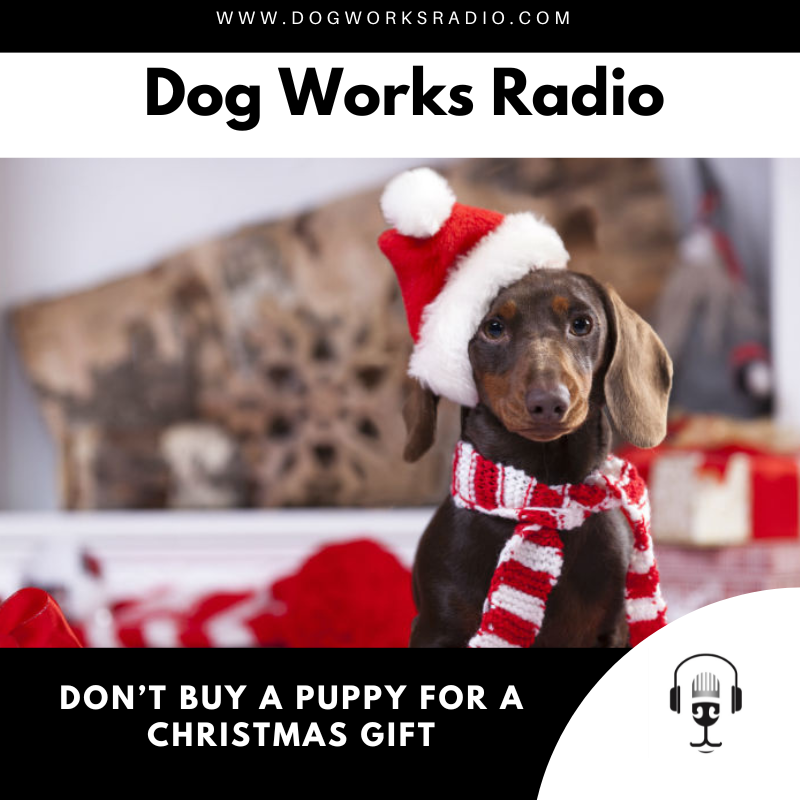 Do Not Give a Puppy as a Christmas Gift