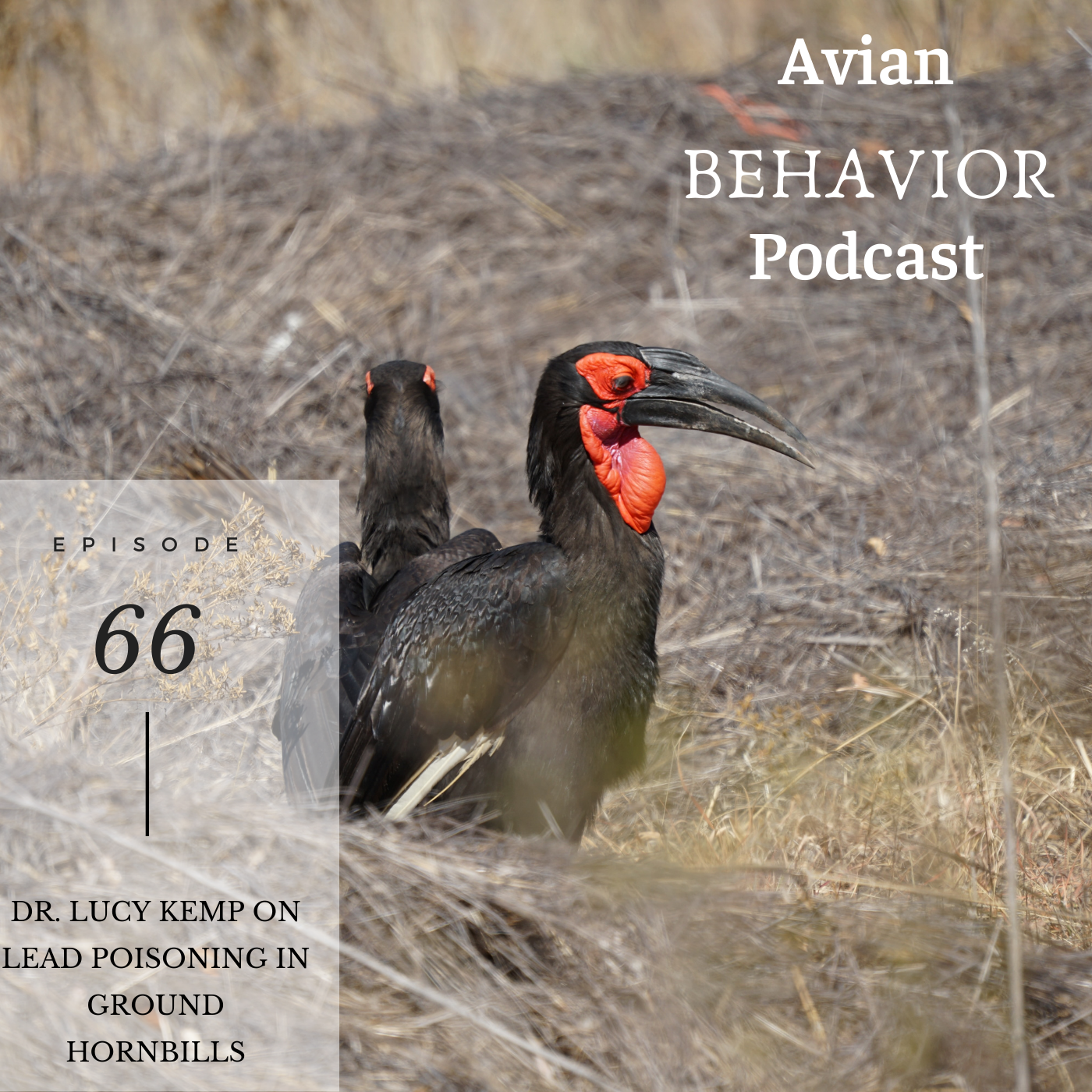 The Avian Behavior Podcast