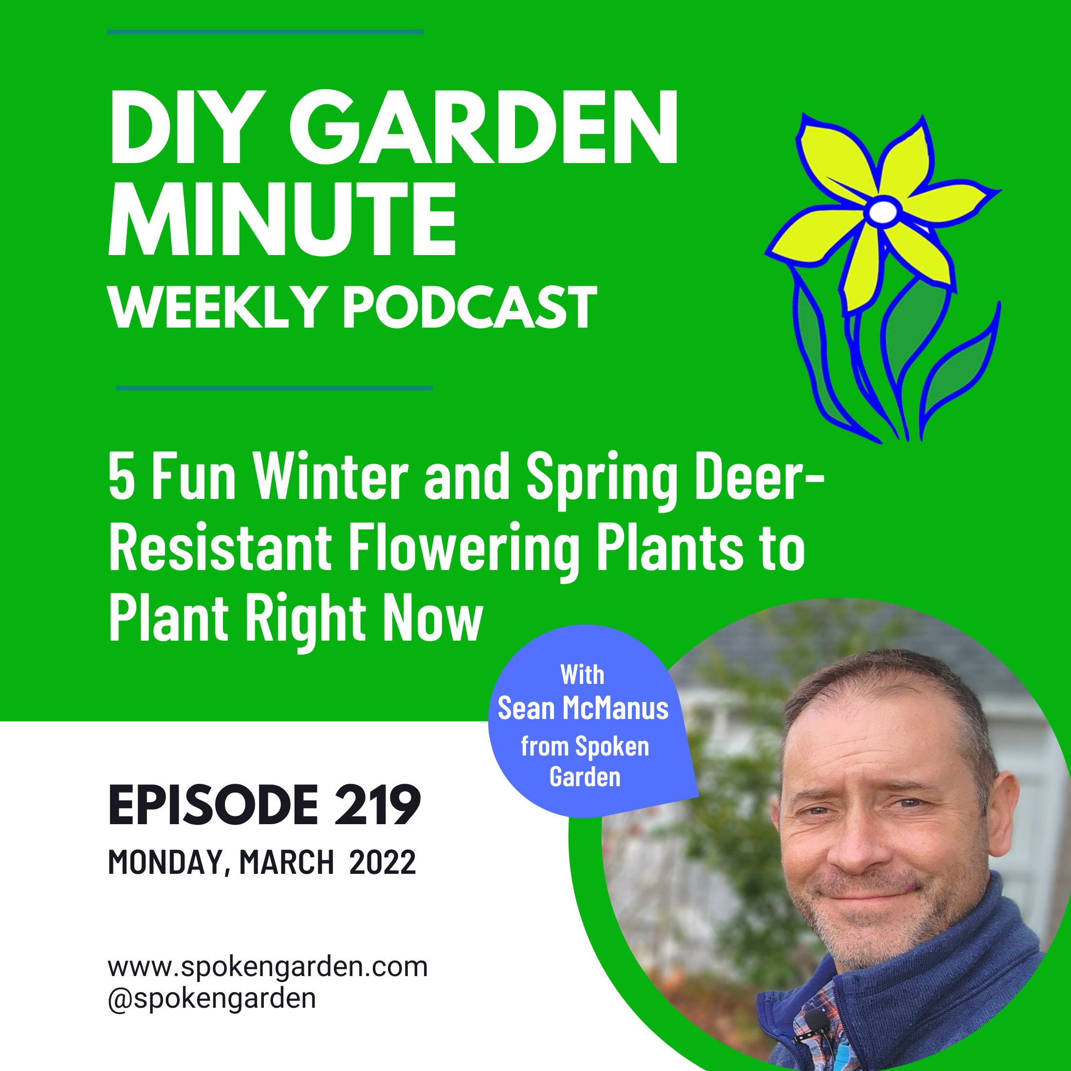 (Release from this spring) 5 Fun Winter and Spring Deer Resistant Flowering Plants to Plant Right Now - DIY Garden Minute Ep219