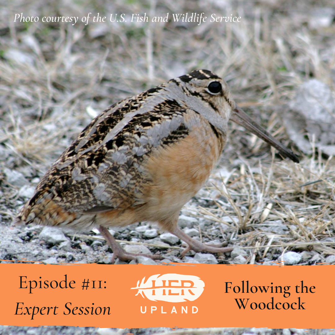 #11| Following The Woodcock