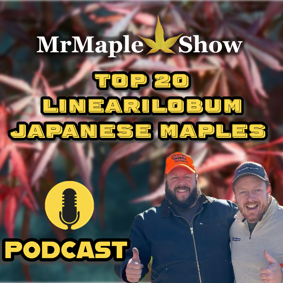 MrMaple Show