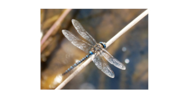 Learning from the Dragonfly