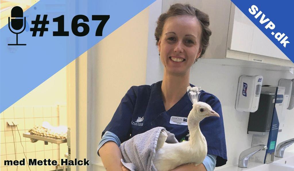 cover of episode SIVP167: Basic Exotics: Tilgang til kaniners sygdomme og hvad afføringen afslører med Mette Halck