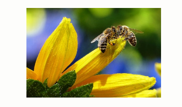 Robot Bee Communicator