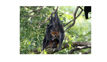 A Six Foot Bat