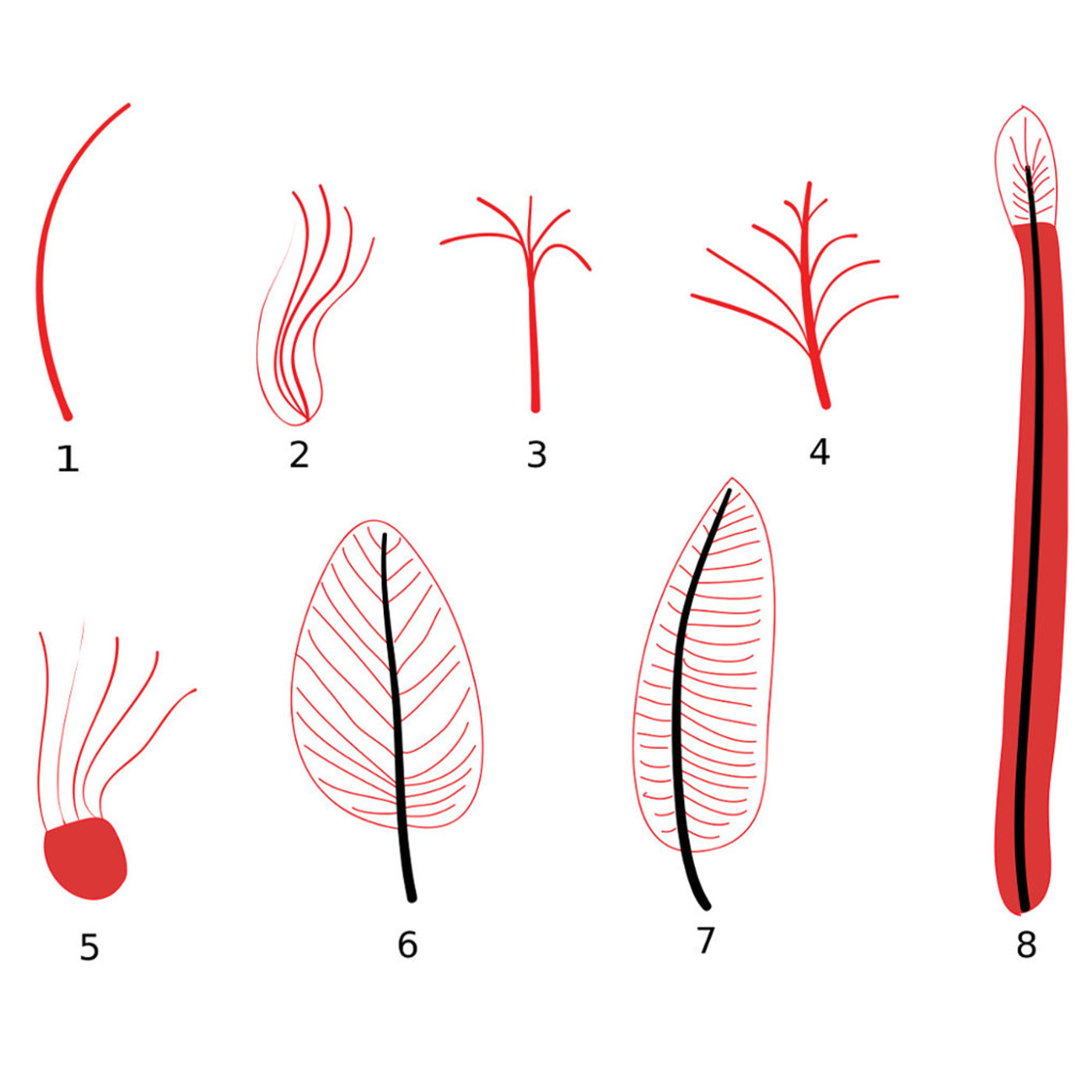Feathers