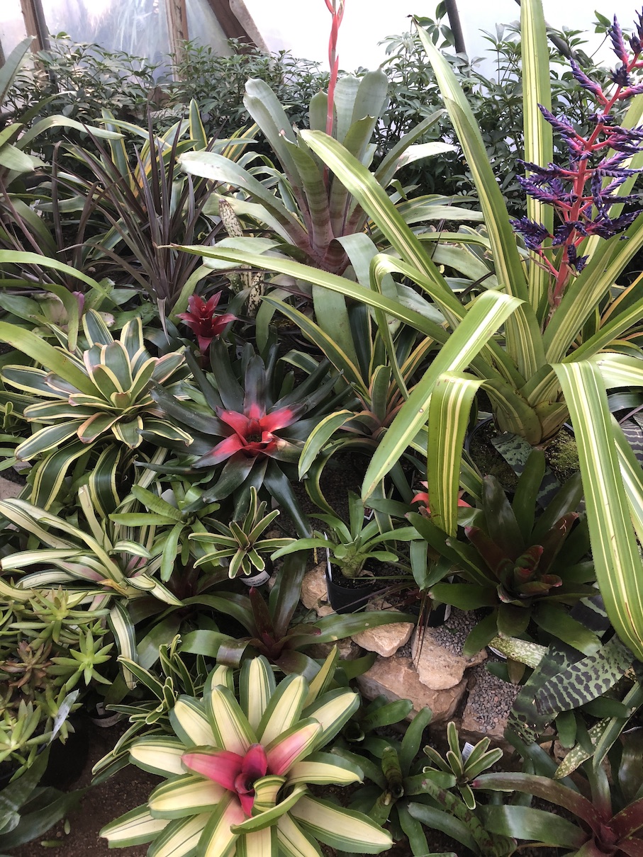Houseplant Confidential with Jane Perrone episode artwork