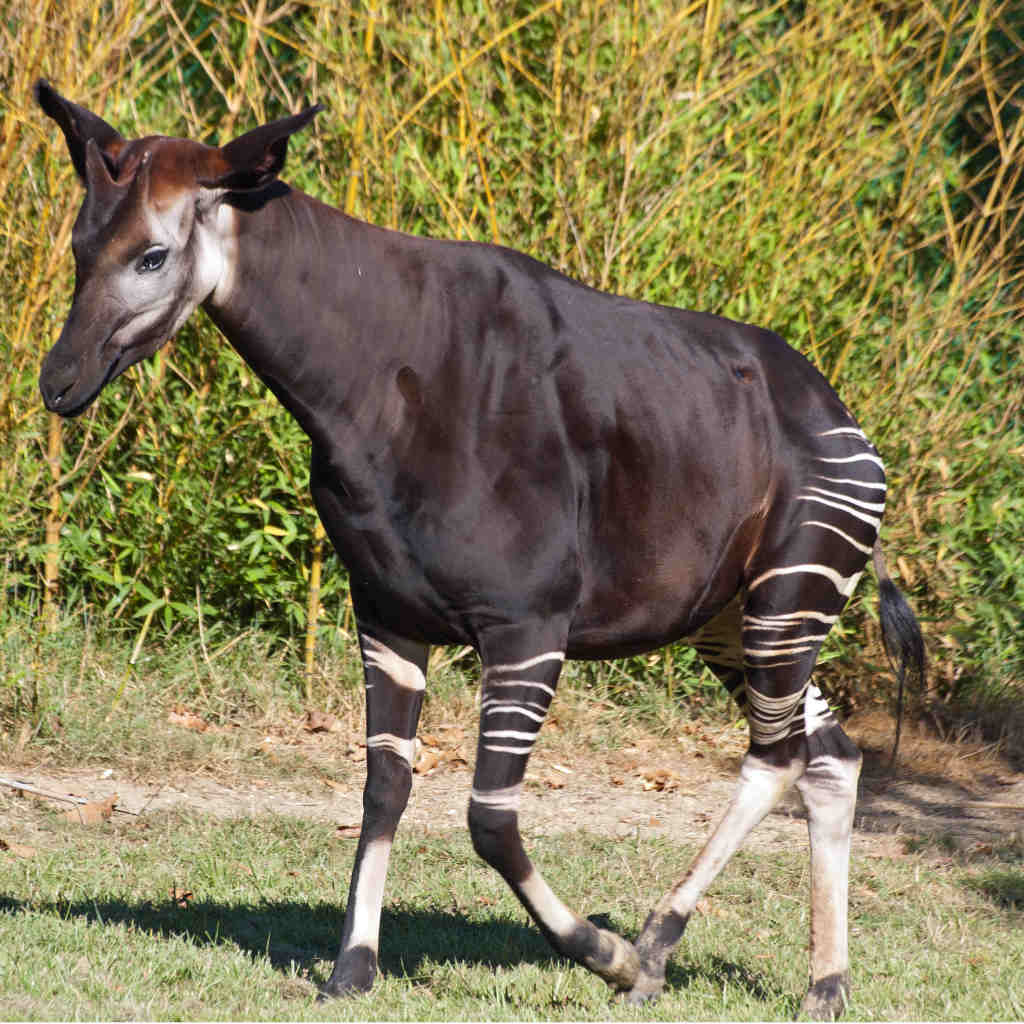 The Giraffe of the Forest