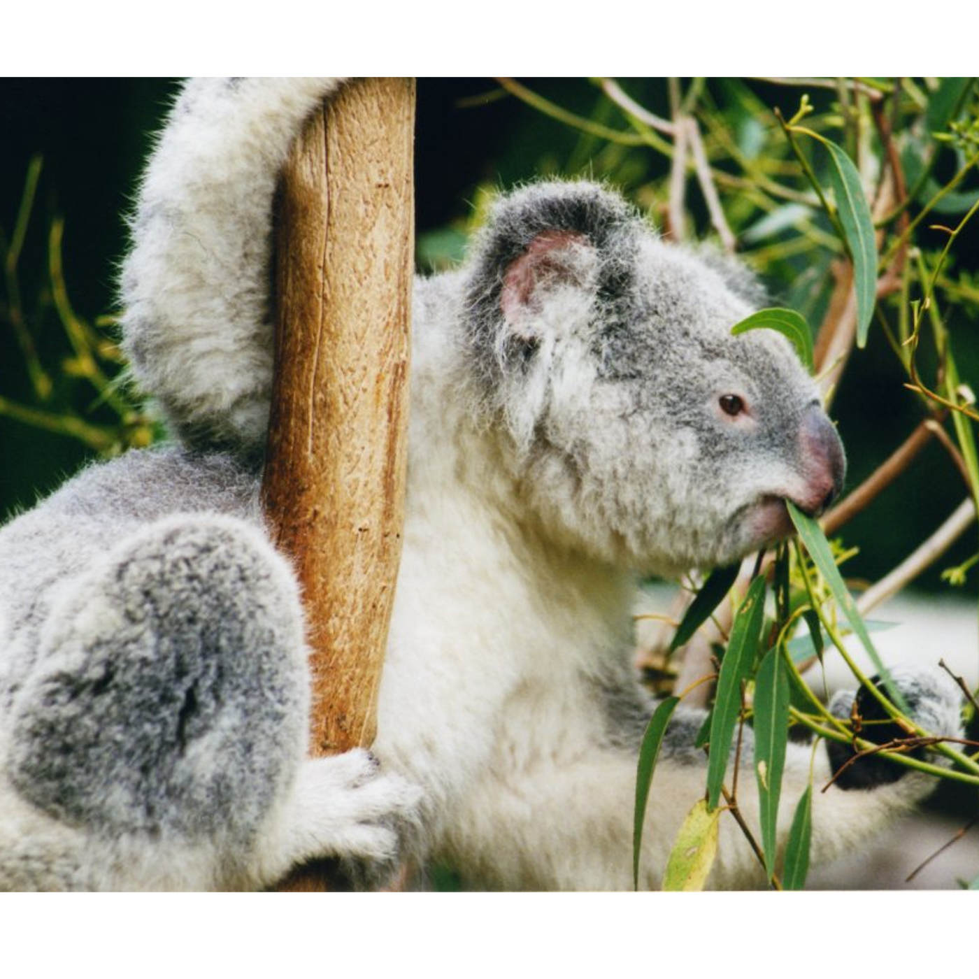 Cuddly Koalas