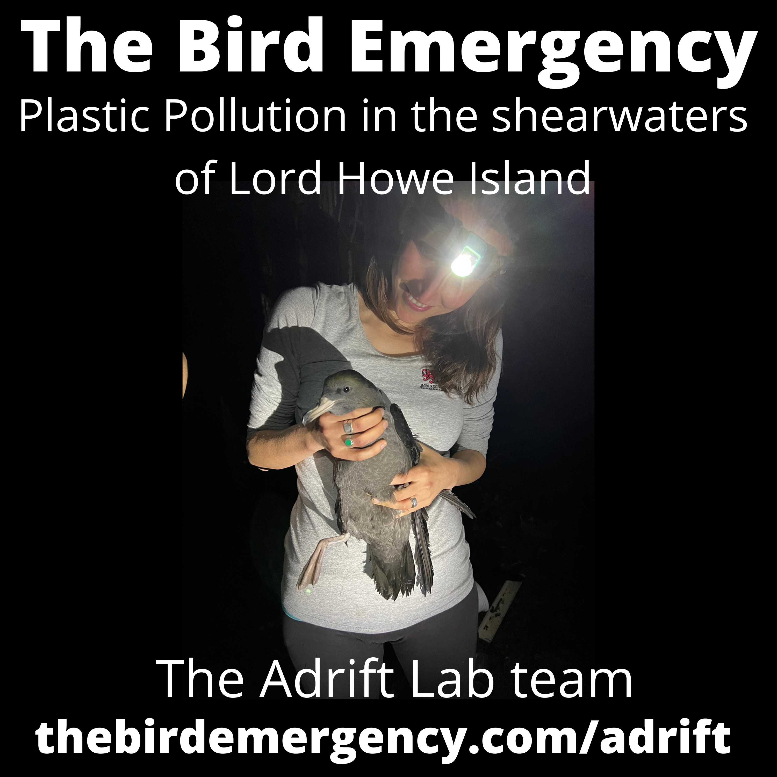The Bird Emergency