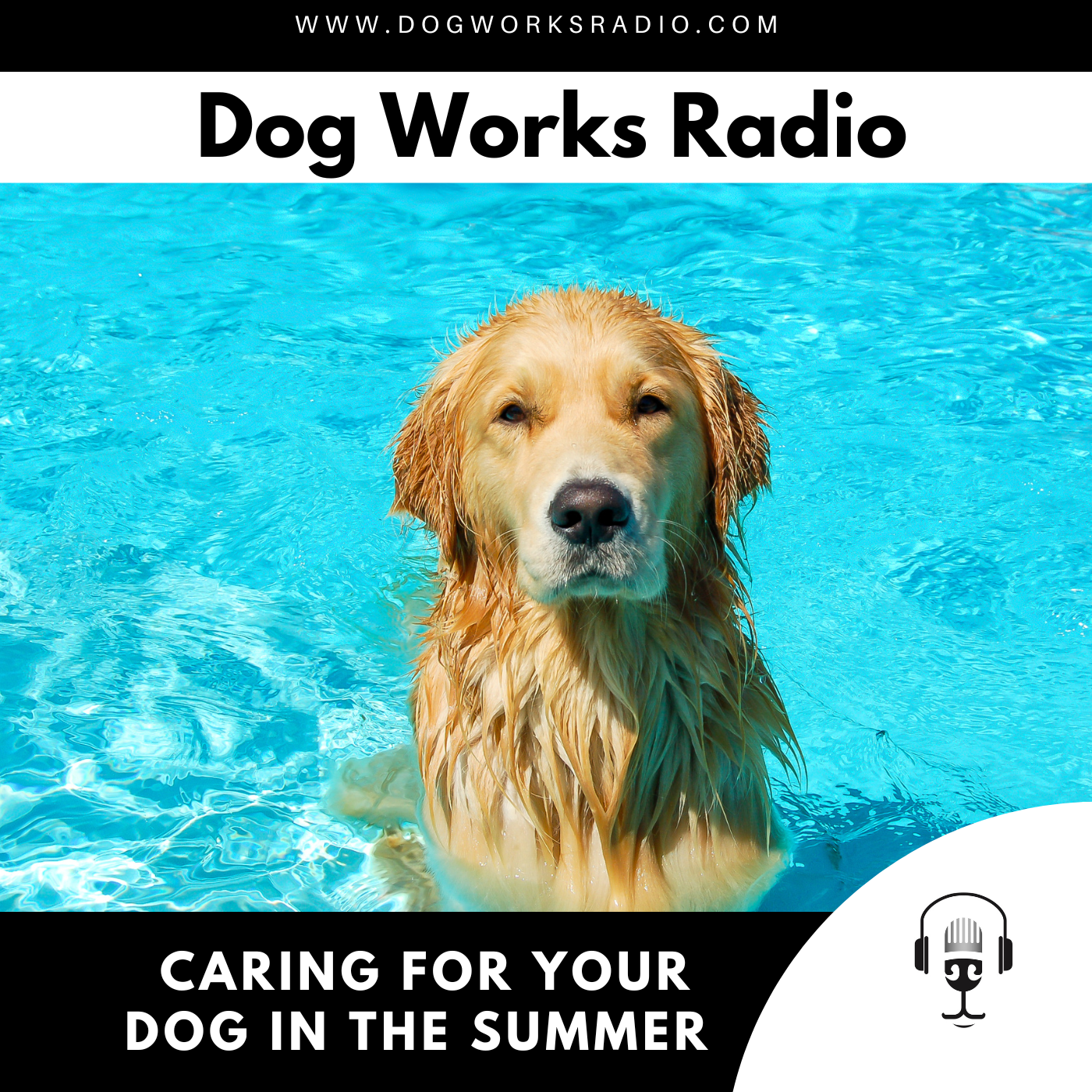 Caring for Your Dog in the Summer