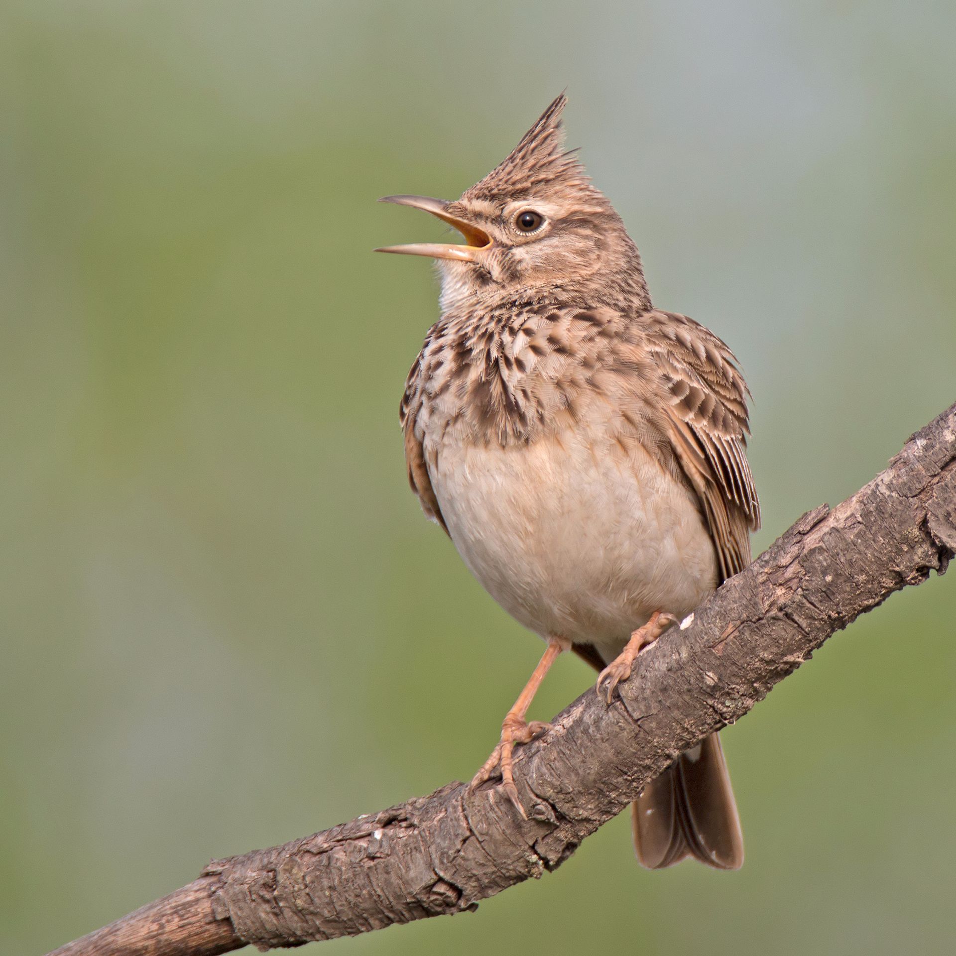 The Singing Springing Lark