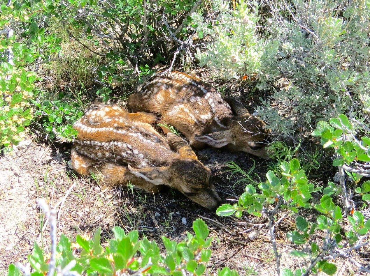 Summer Projects 2025 Has MFF Working Hard for Mule Deer