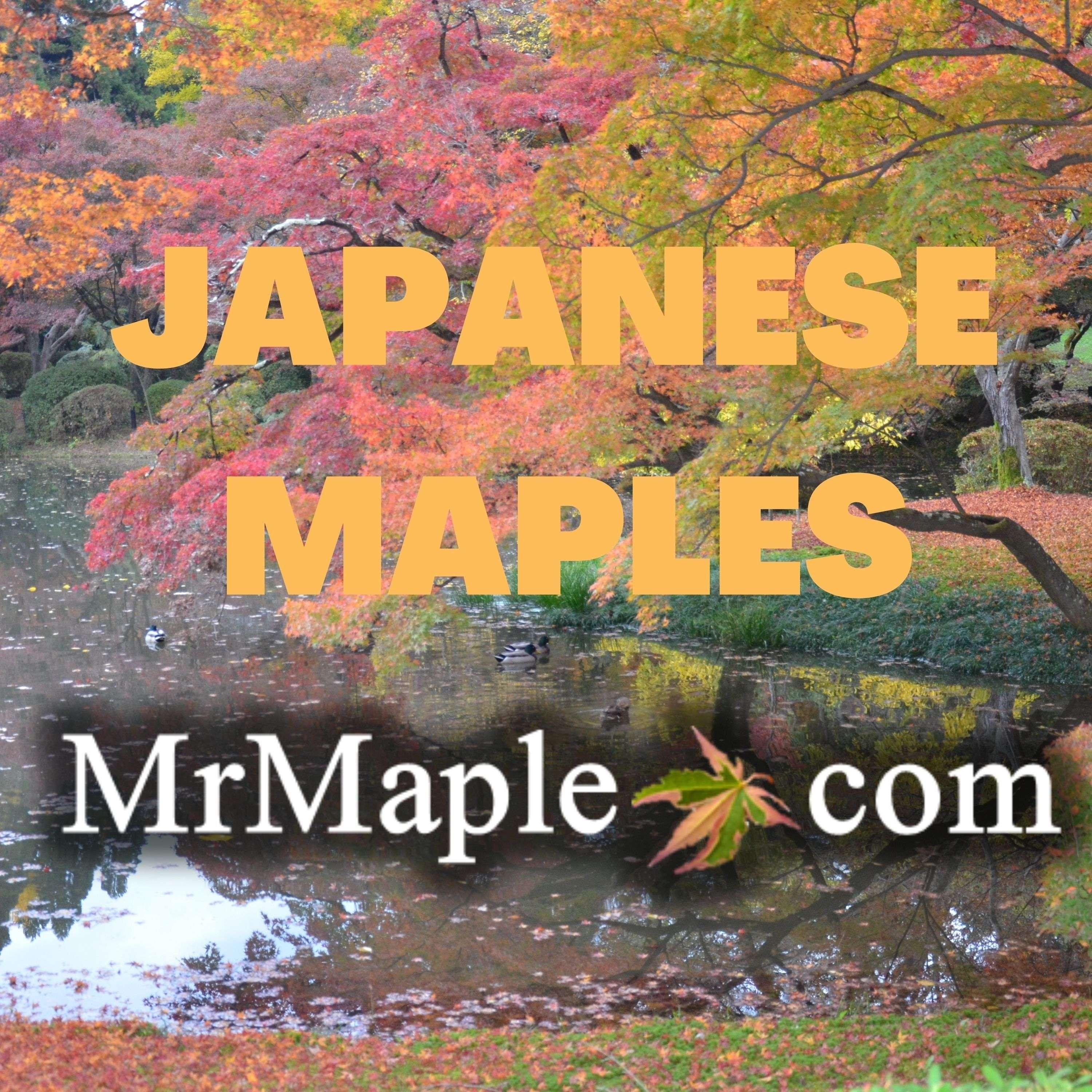 The Area 51 Collection | Japanese Maples That Are Out Of This World