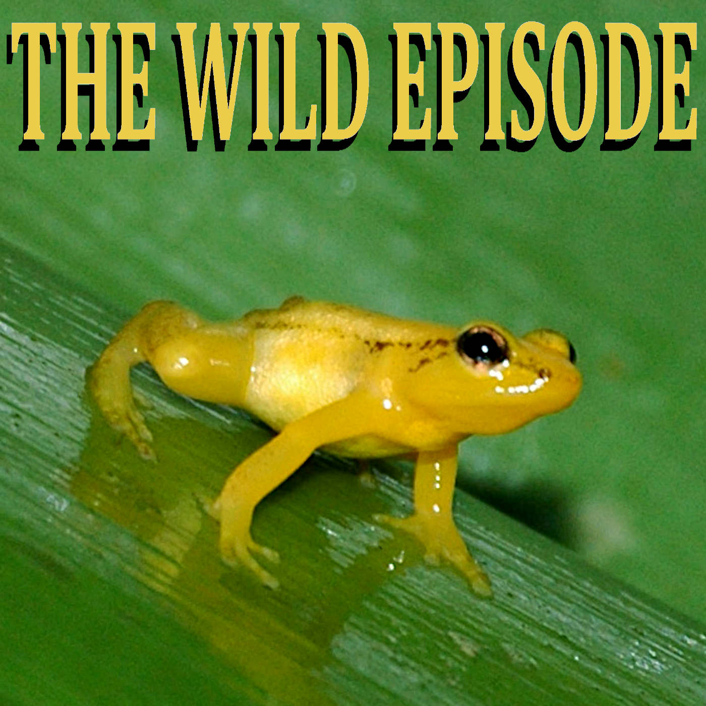 Golden Rocket Frog : The Bromeliad, the Waterfall and the Frog