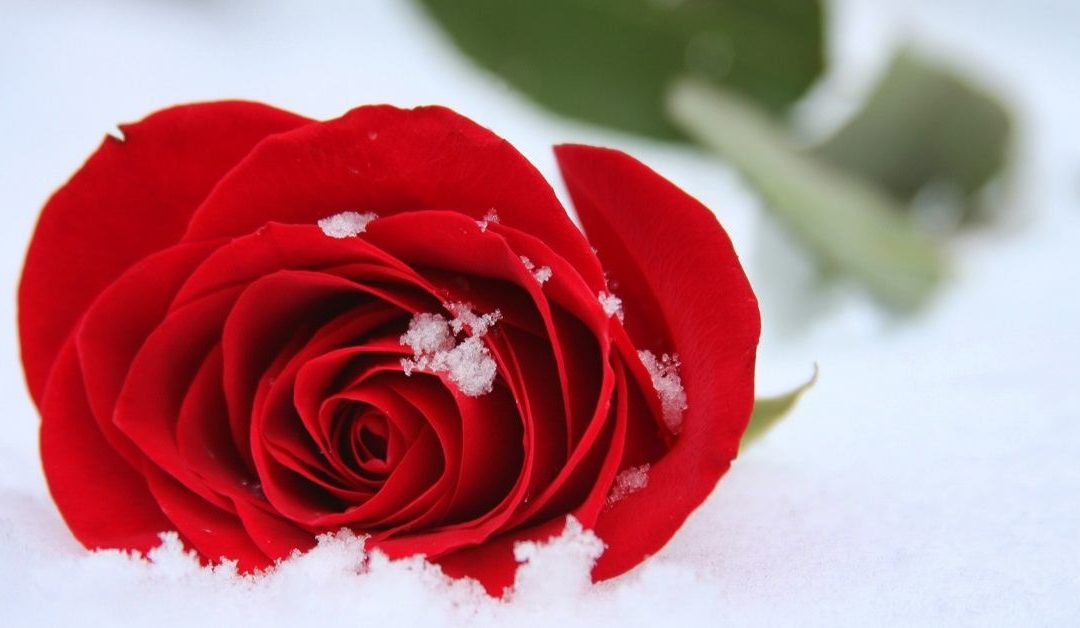 Special Music - Lo, How a Rose - The Rose