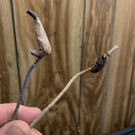 01.06.26: Fun w/ Wires & 3-Way Electrocution, Decent Pavement & Good On-Ramps, Fixture Fixes & Appliance Cavemen, Fragile Germans & Peat Kurgans, French Burn Cars & Illegals Steal Fewer, Bird Blender Builders, McRib Eaters & Making Kids Gun-Safe 01.06.26: Fun w/ Wires & 3-Way Electrocution, Decent Pavement & Good On-Ramps, Fixture Fixes & Appliance Cavemen, Fragile Germans & Peat Kurgans, French Burn Cars & Illegals Steal Fewer, Bird Blender Builders, McRib Eaters & Making Kids Gun-Safe