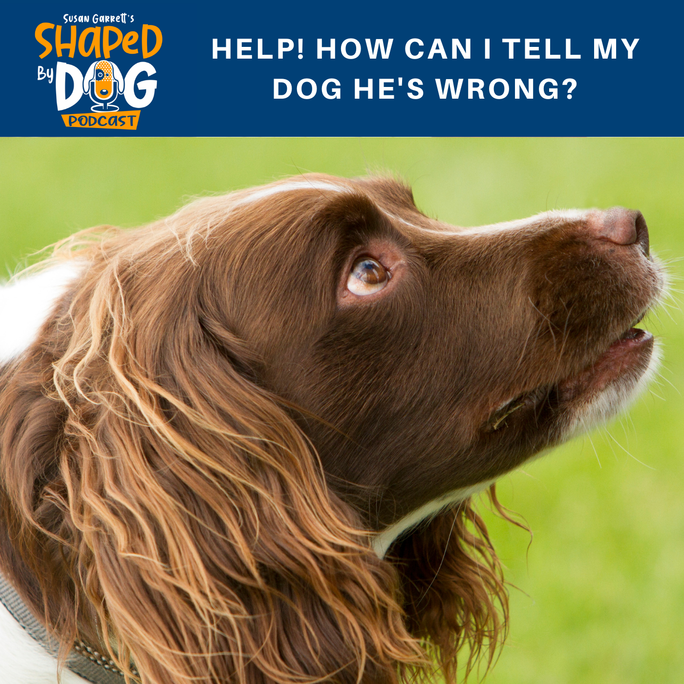 Help! How Can I Tell My Dog He's Wrong? #64