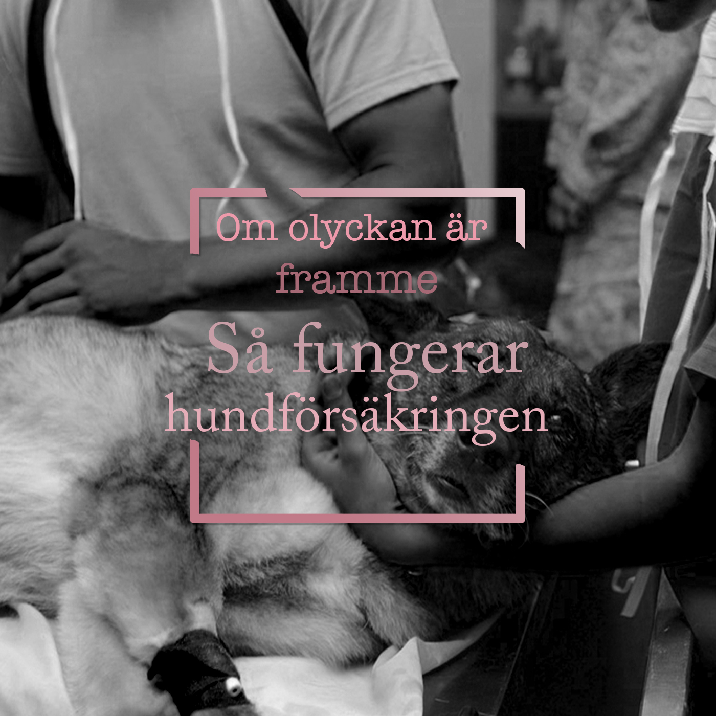 Hundpodden Vår Bästa Vän