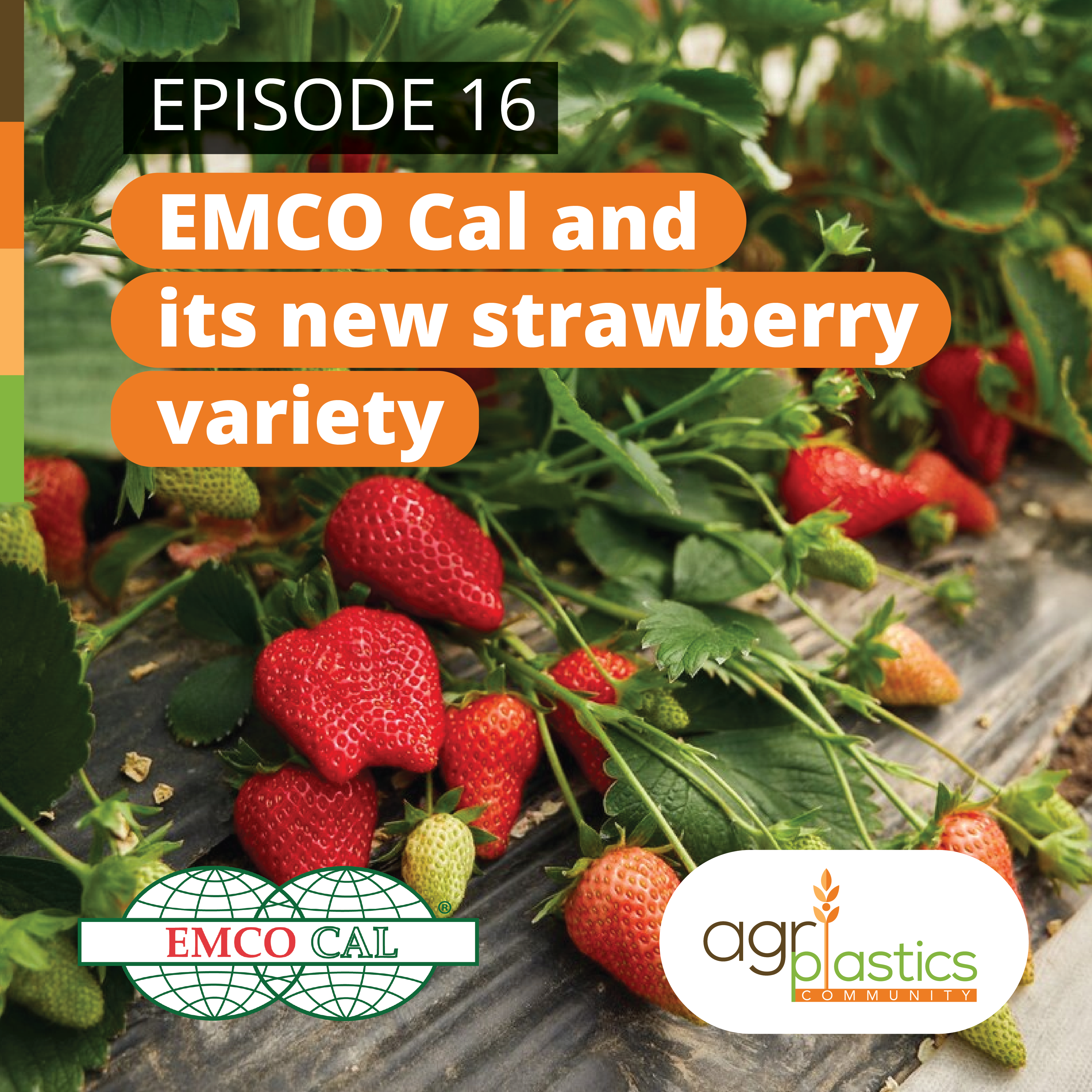 Emco Cal and its new strawberry variety
