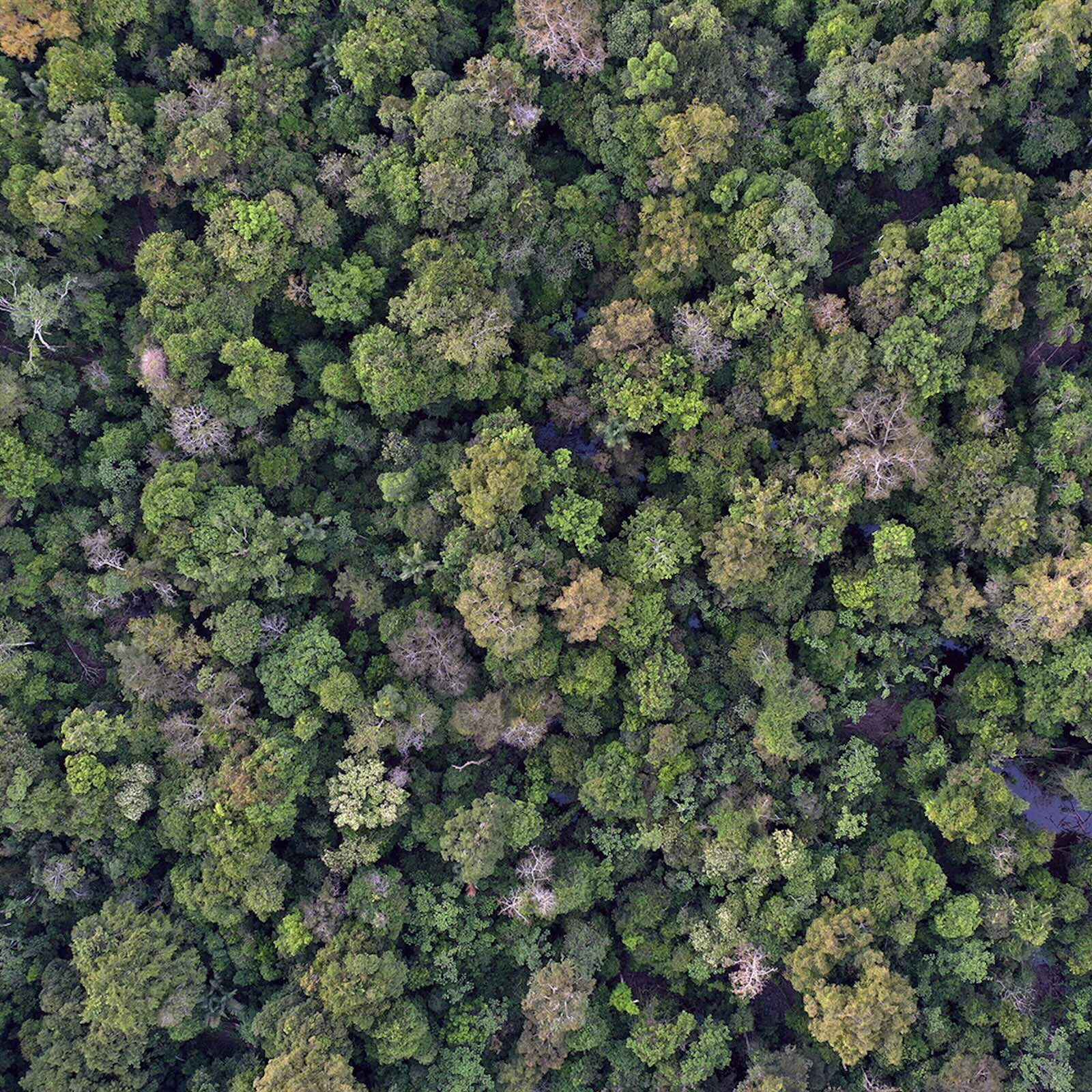 Mongabay Newscast