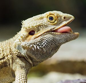 Karma and the Bearded Dragons