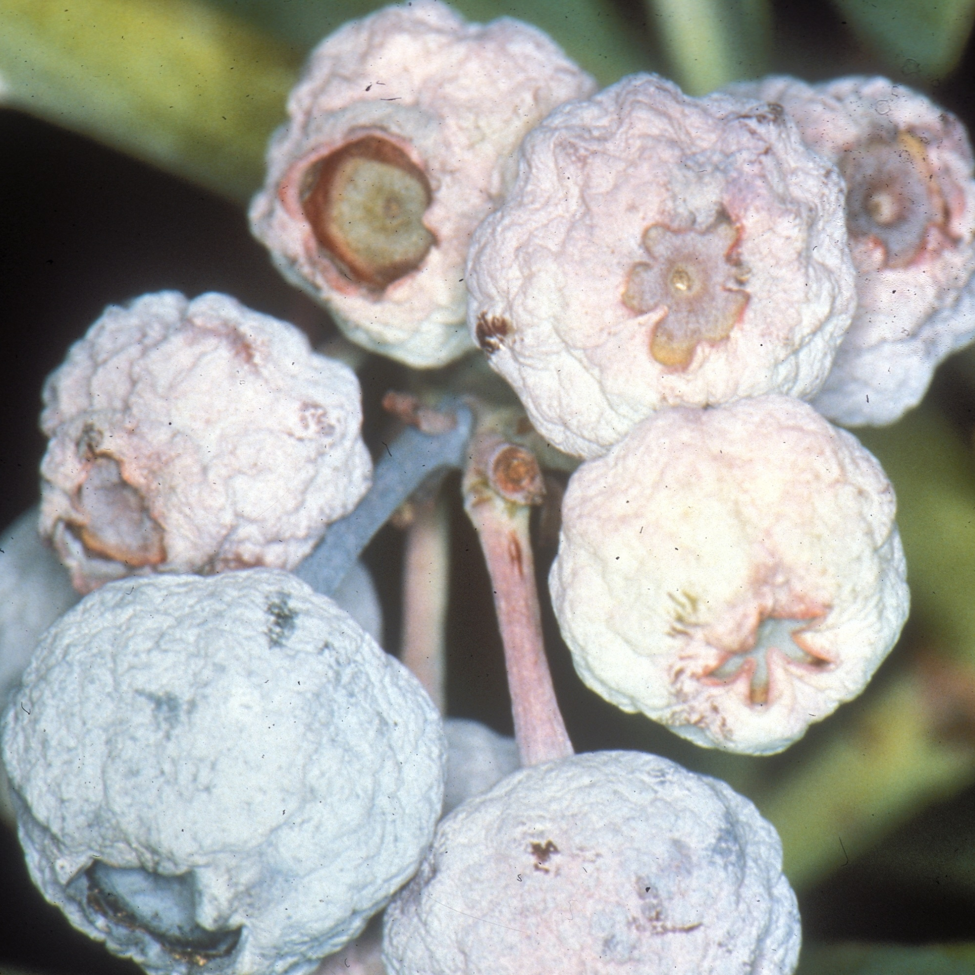 Phony Fungus Flowers