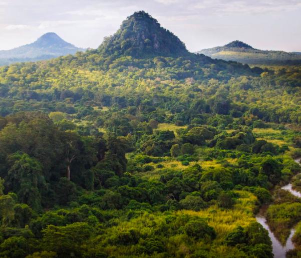 Mongabay Newscast