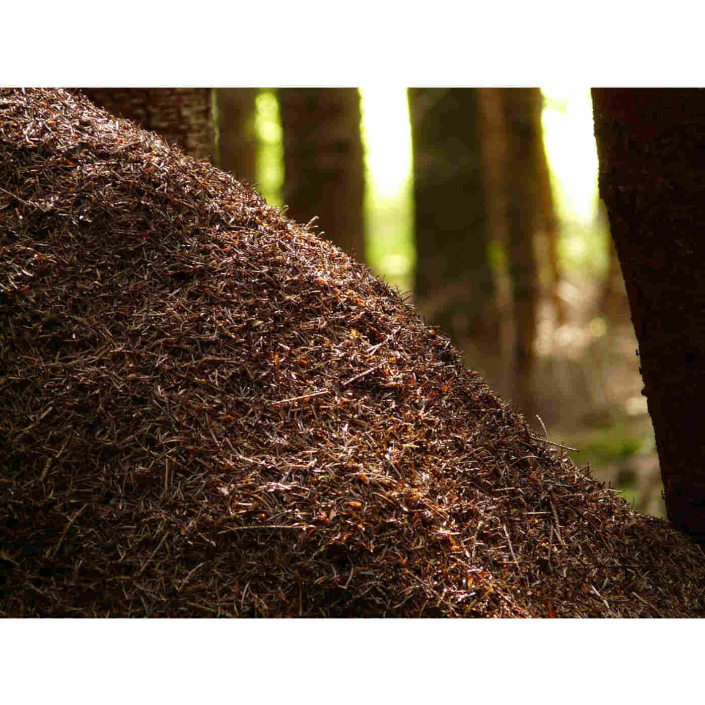Complex Ant Society