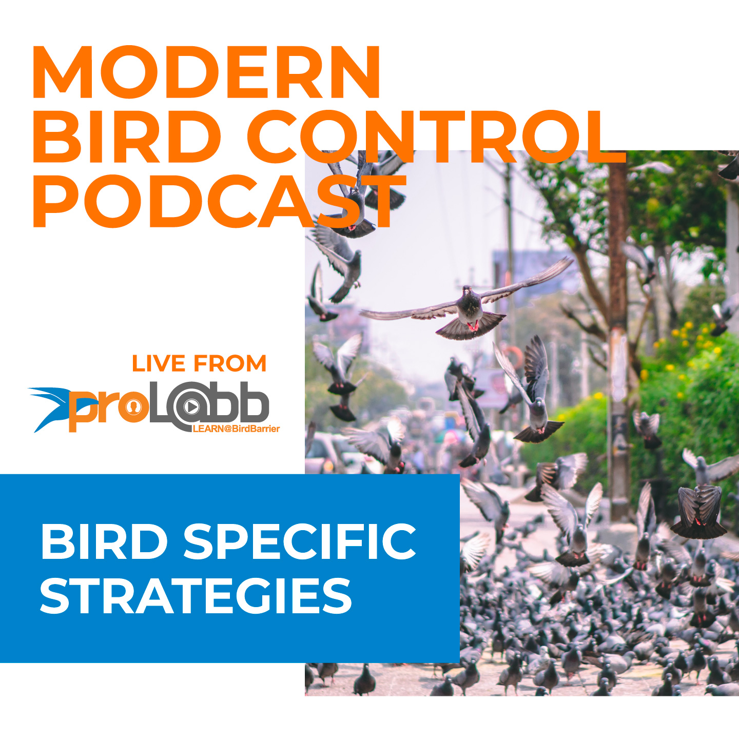 Episode: Bird Specific Strategies