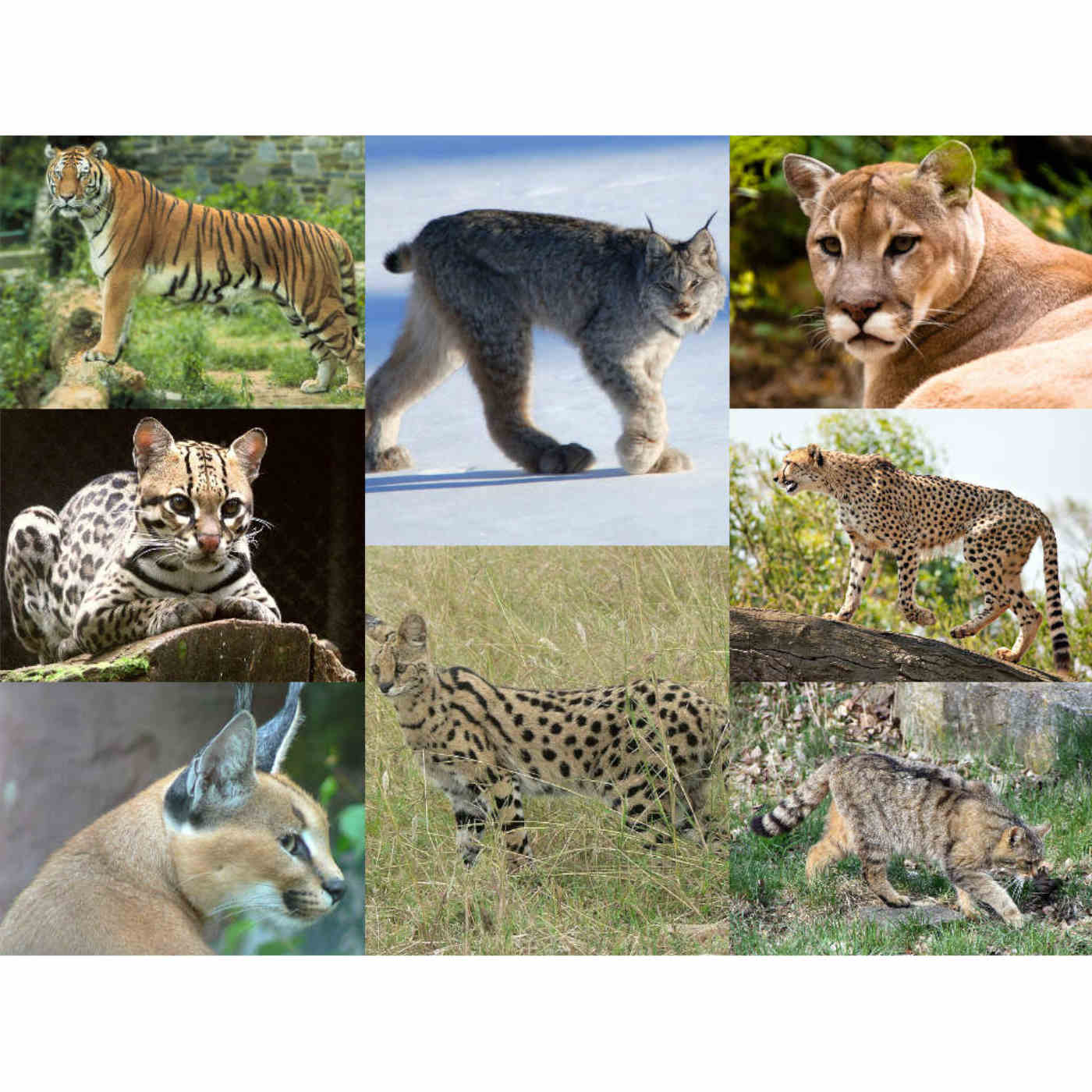 Cats