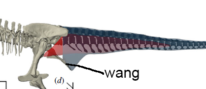 Palaeo After Dark
