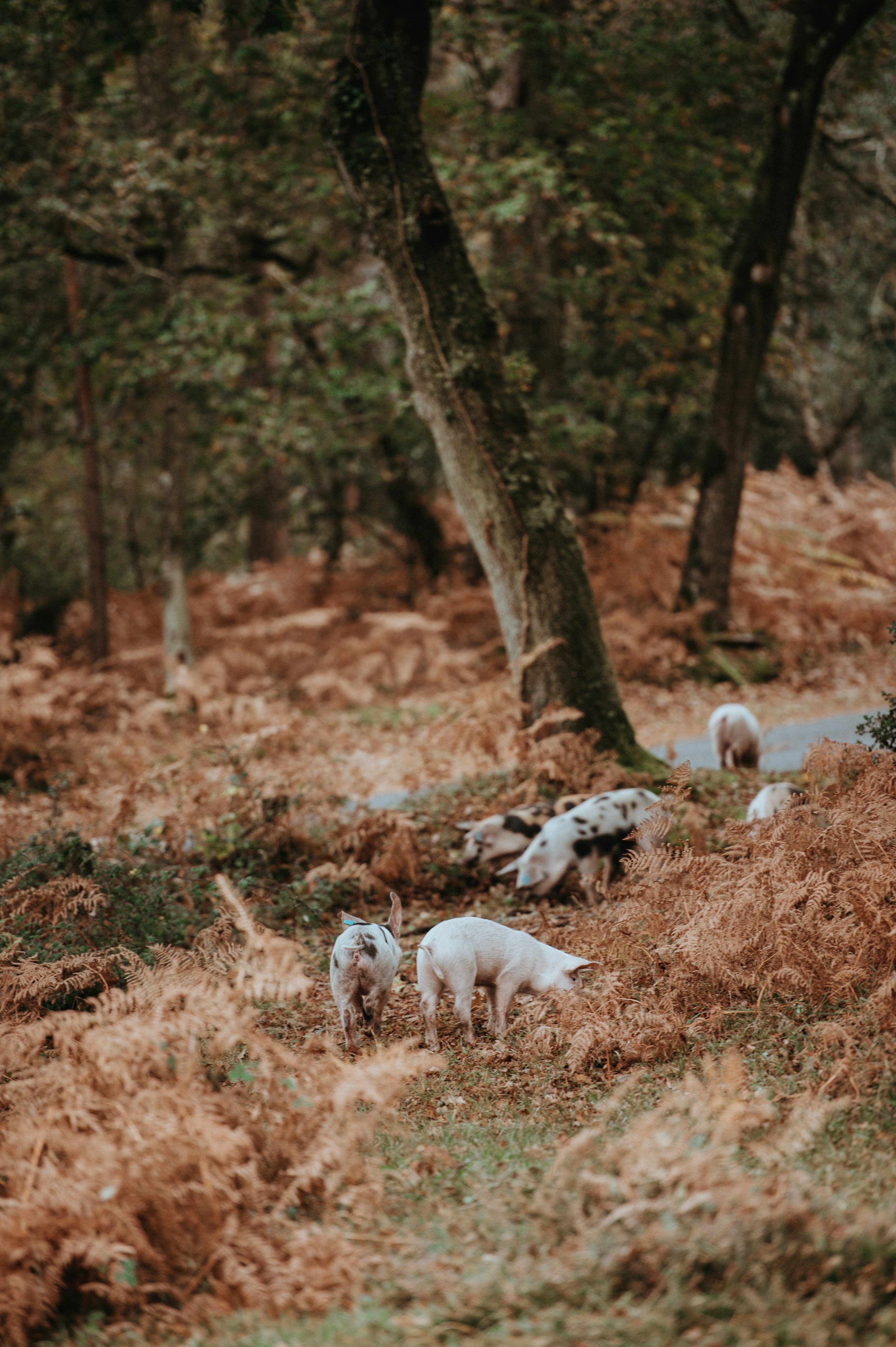 Becoming Nature Podcast
