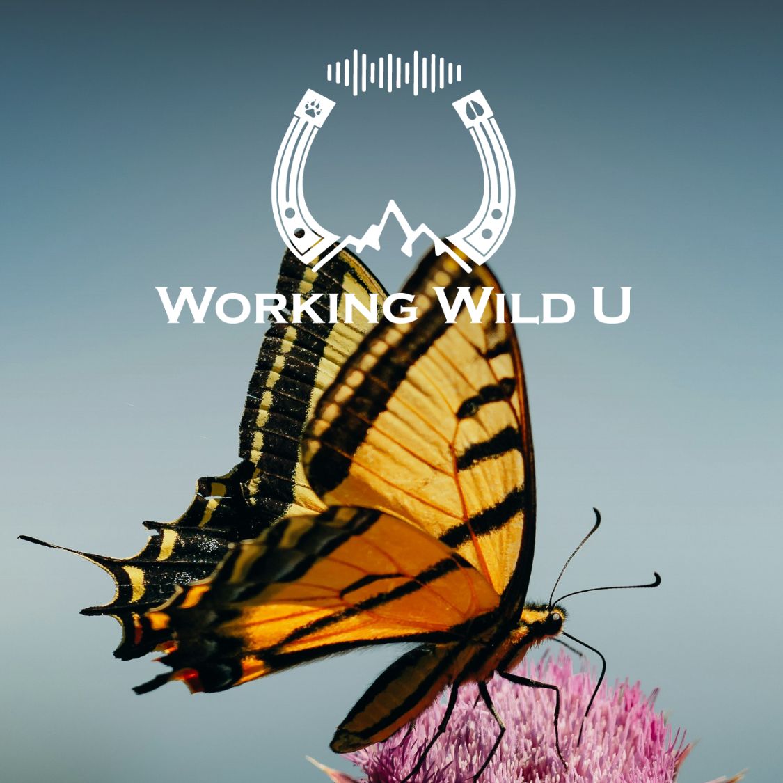 Imperiled | 07 | What can pollinators teach us about the future of conservation?