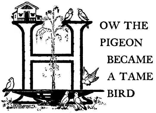 How the Pigeon Became a Tame Bird - A Brazilian Folktale